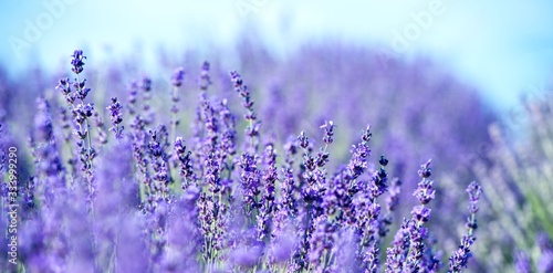 Banner. Lavender Field in the summer. Aromatherapy. Nature Cosmetics.