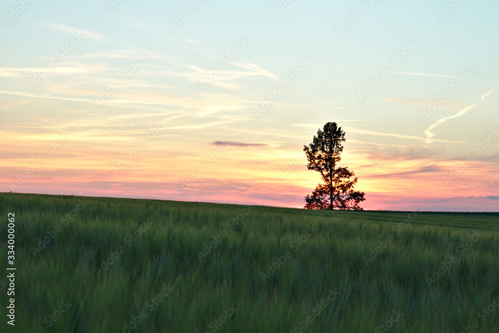 Fototapeta premium Baum bei Sonnenuntergang