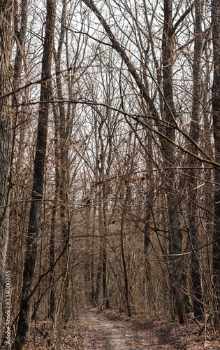 trees in the forest