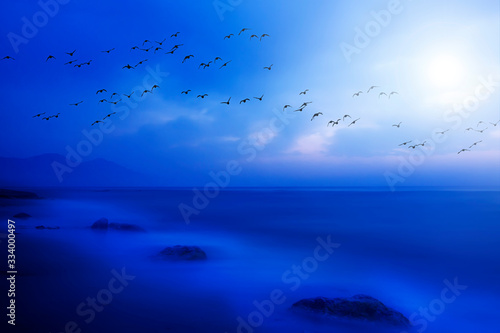 Flying birds. Sunset nature background.