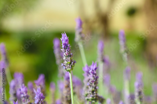Close up of a purple lavender flower in bloom