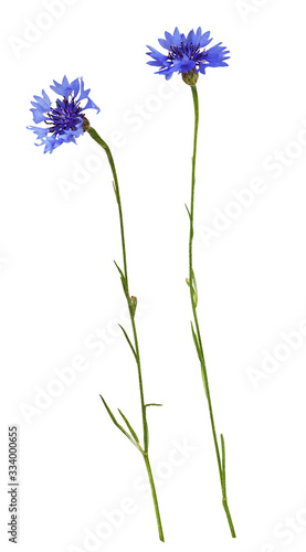 Set of blue knapweed flowers and bud