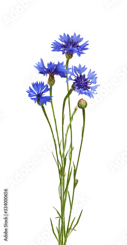 Blue knapweed flowers and bud in a small bouquet