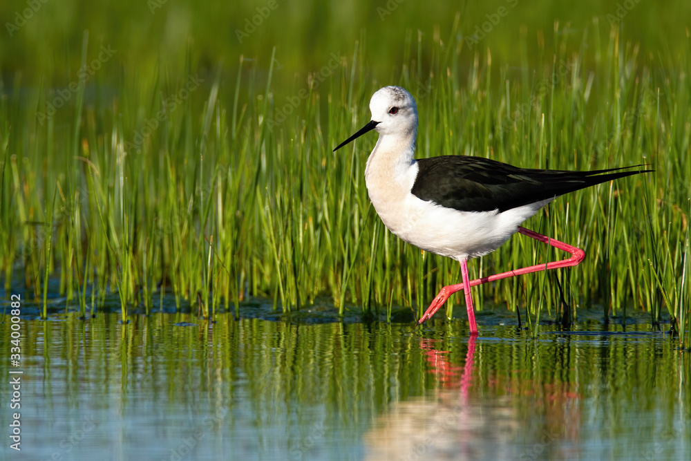 Obraz premium Elegant black-winged stilt, himantopus himantopus walking in wetland environment at sunrise. Stylish animal with long beak and pink legs wading in water from side view.