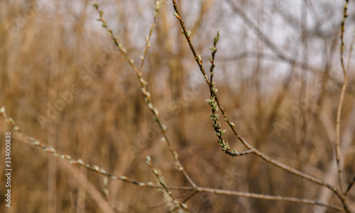 grass on a background of blue sky