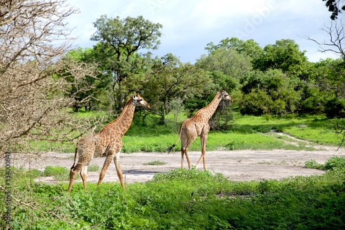slim giraffe couple walking peacefully in a rainforest in the Fathala Wildlife Reserve in Senegal, Africa
