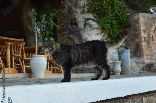 Chat sur le port d'Agios Nikolaos