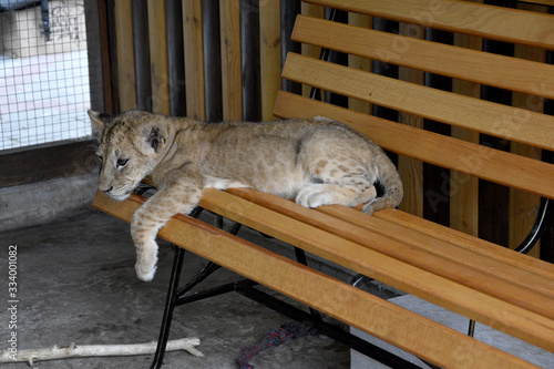 A little lion cub with sad eyes lies on a wooden staircase and looks with a sad look on the floor.