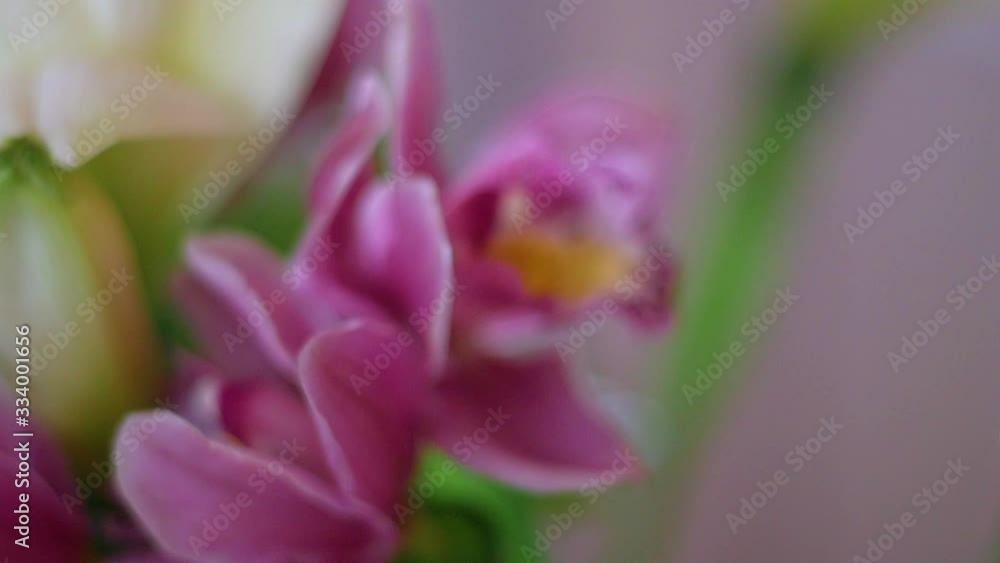 flower, pink, nature, plant, spring, flowers, blossom, garden, purple, macro, beautiful, petal, flora, beauty, green, bloom, tulip, floral, close-up, closeup, summer, color, white, lilac, season flower, pink, nature, plant, spring, flowers, blossom, garden, purple, macro, beautiful, petal, flora, beauty, green, bloom, tulip, floral, close-up, closeup, summer, color, white, lilac, season