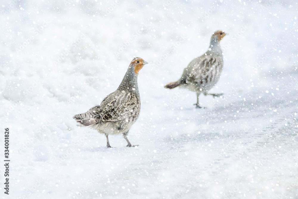 Obraz premium Winter nature and Birds. White nature background. Bird: Grey Partridge. Perdix perdix.