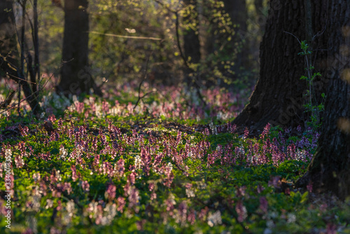 Fototapeta Naklejka Na Ścianę i Meble -  Beautiful wild flowers in the forest, under warm evening light