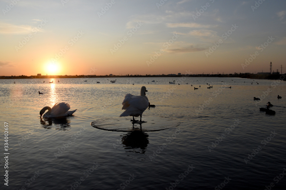 Sunset on the lake with swans. White swans brush feathers, swim, and the sun sets over the horizon.