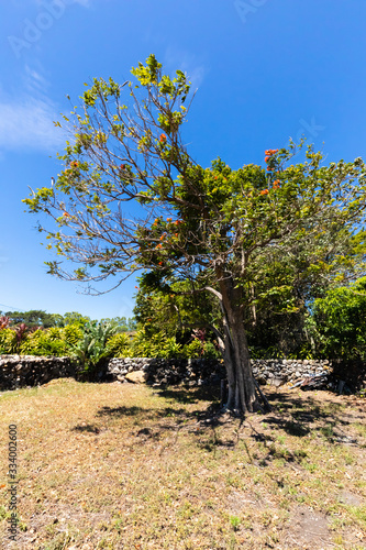 Costa Rican Orosi Malinche tree in bloom