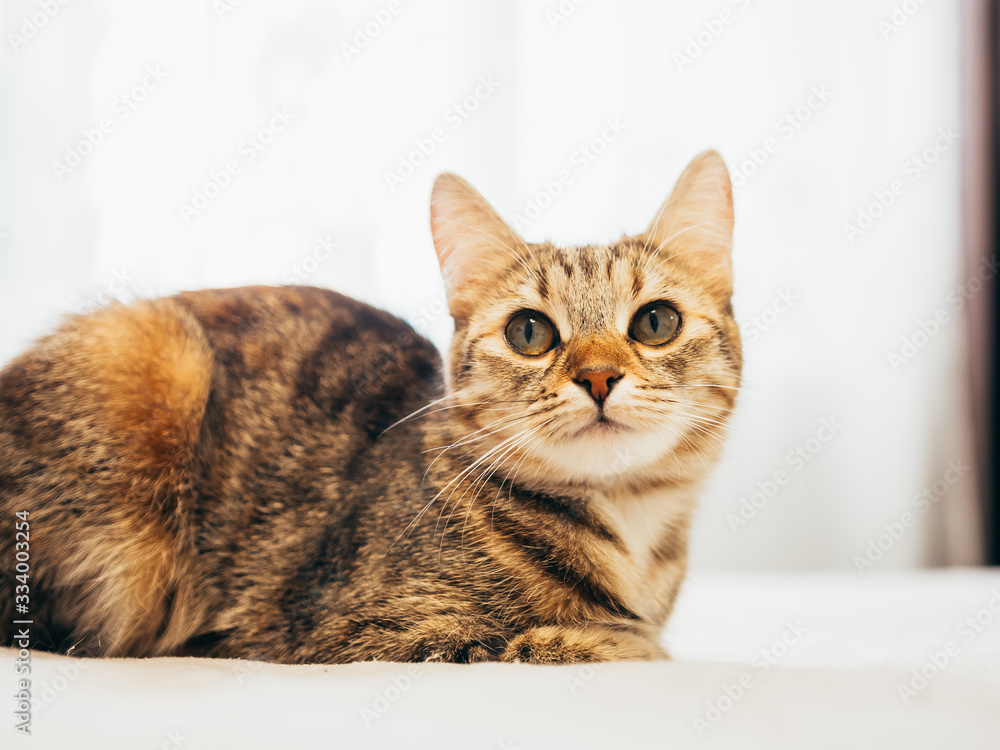 Cat lies on a white bed with a gray plaid. Cat lies on a white bed with a gray plaid.