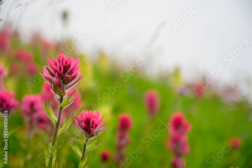 Scarlet Paintbrush Blooms in Foggy Field © kellyvandellen