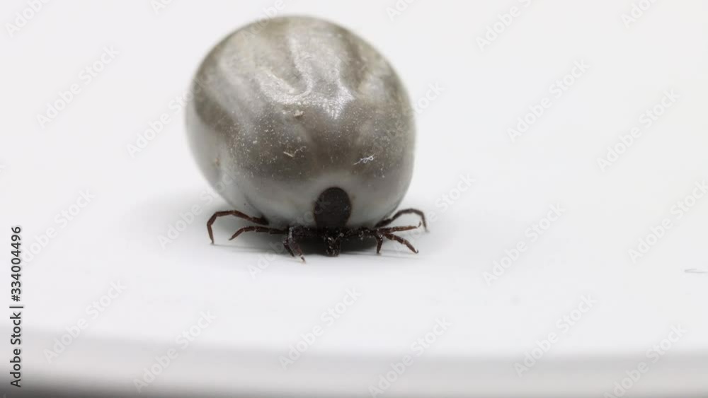Frontal macro shot of fully engorged tick with swollen abdomen walking towards camera on white latex background Full HD Frontal macro shot of fully engorged tick with swollen abdomen walking towards camera on white latex background Full HD