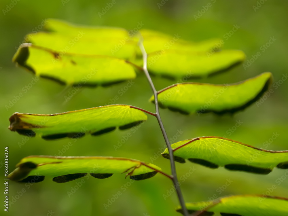 green leaf with water drops, nature blurred background. green leaf with water drops, nature blurred background.