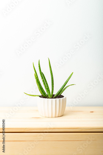 Aloe vera in a white ceramic flowerpot on a wooden shelf. Home garden. Vertical format