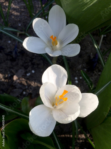 Crocus flowers in the garden