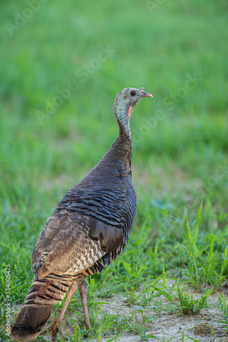 EASTERN WILD TURKEY (HEN)