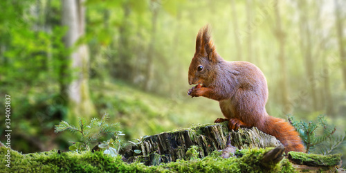 Fototapeta Naklejka Na Ścianę i Meble -  Cute red squirrel, sciurus vulgaris, eating a nut in green spring forest with copy space. Lovely wild animal with long ears and fluffy tail feeding in nature. Wide panoramic banner of mammal.