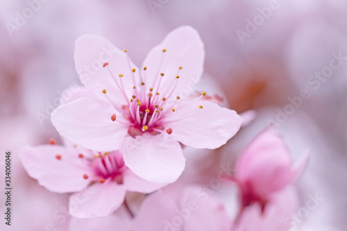 close up of pink cherry tree blossoming at spring