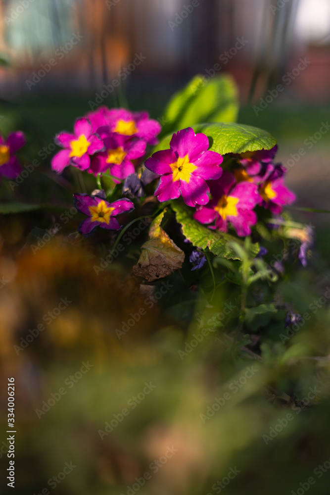 Obraz premium colorful flowers at eastern
