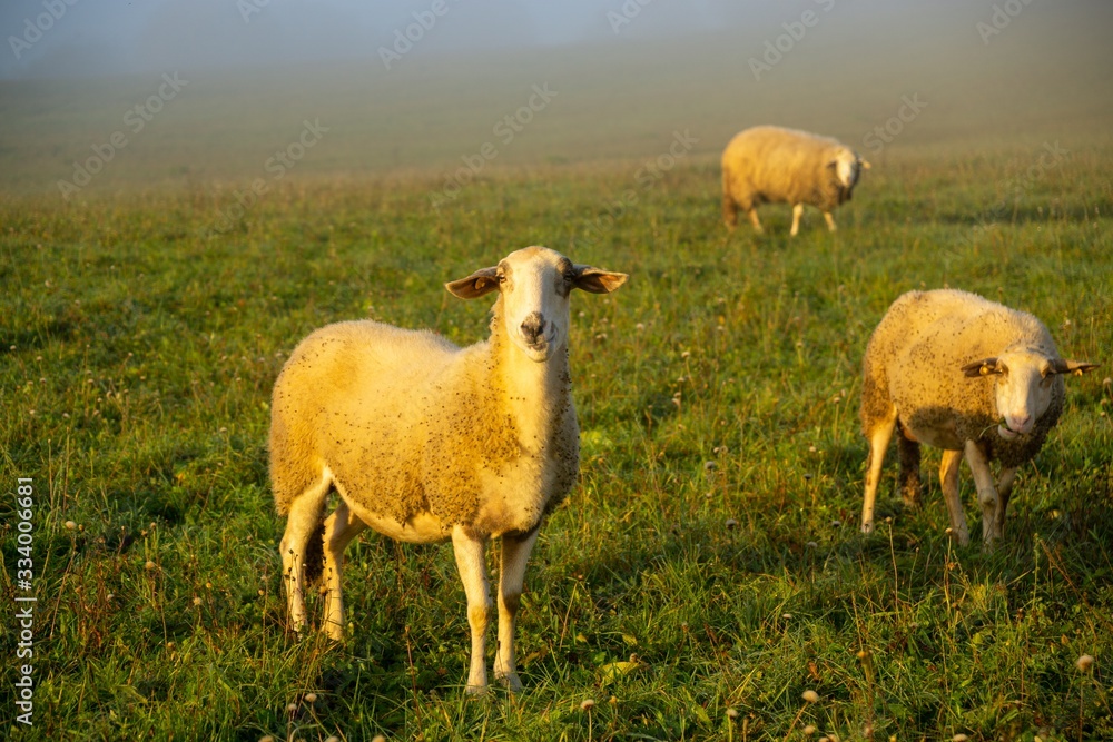 Fototapeta premium Sheep on the meadow eating grass in the herd during colorful sunrise or sunset. Slovakia