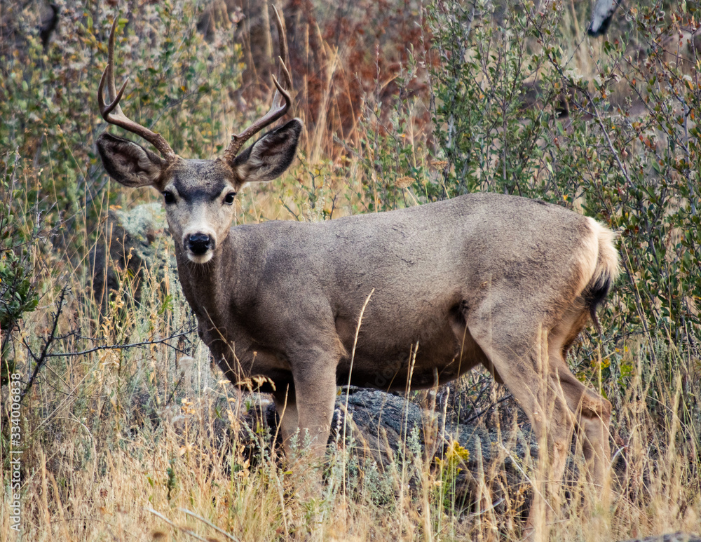 Male Deer Male Deer