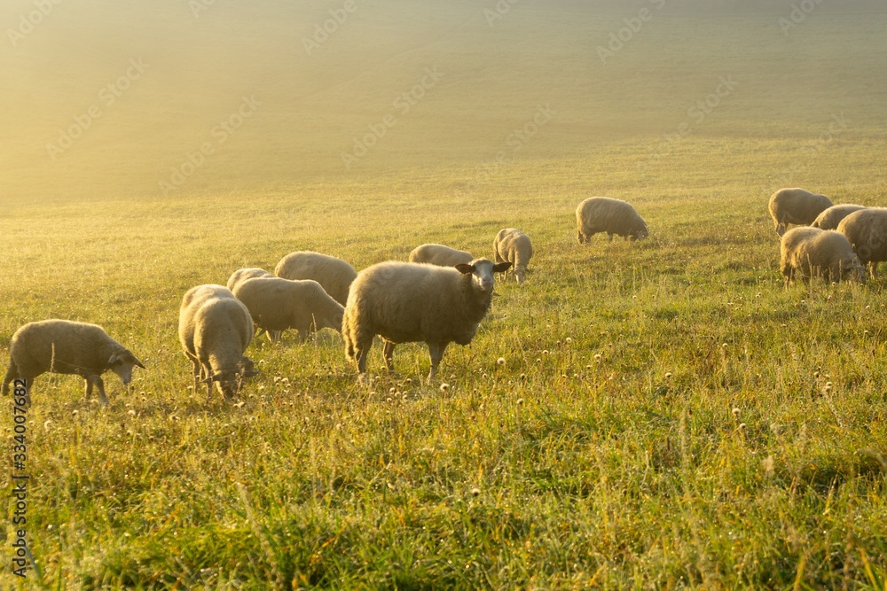 Fototapeta premium Sheep on the meadow eating grass in the herd during colorful sunrise or sunset. Slovakia