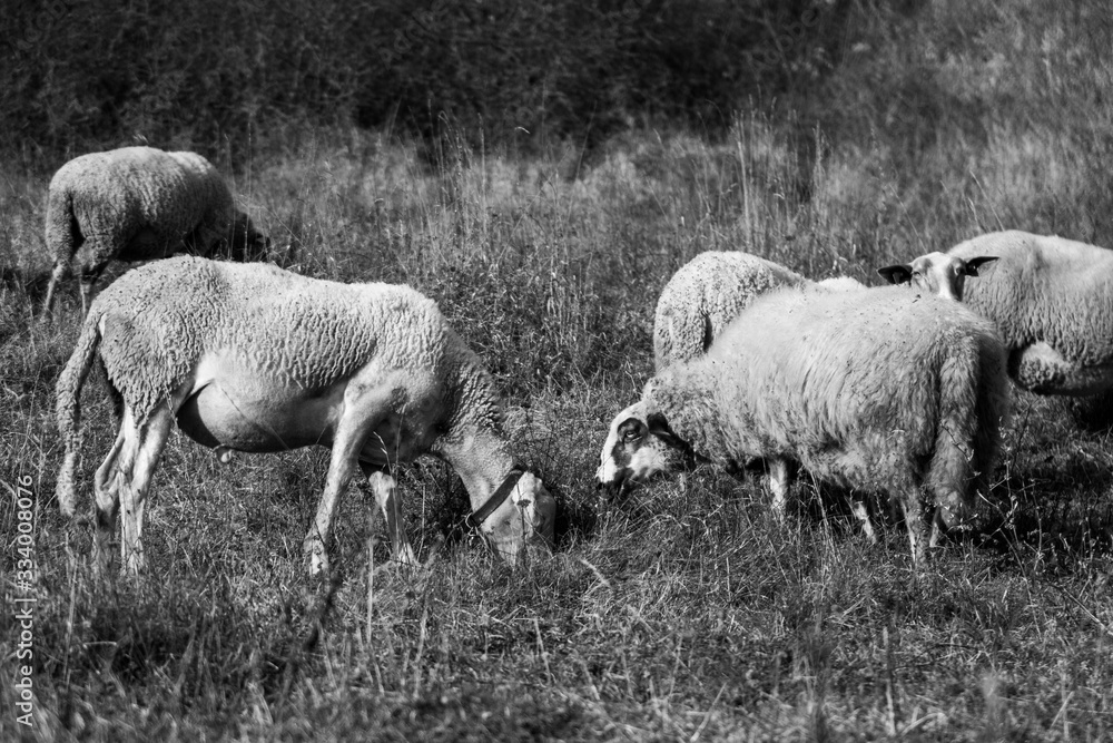 Fototapeta premium Sheep on the meadow eating grass in the herd during colorful sunrise or sunset. Slovakia