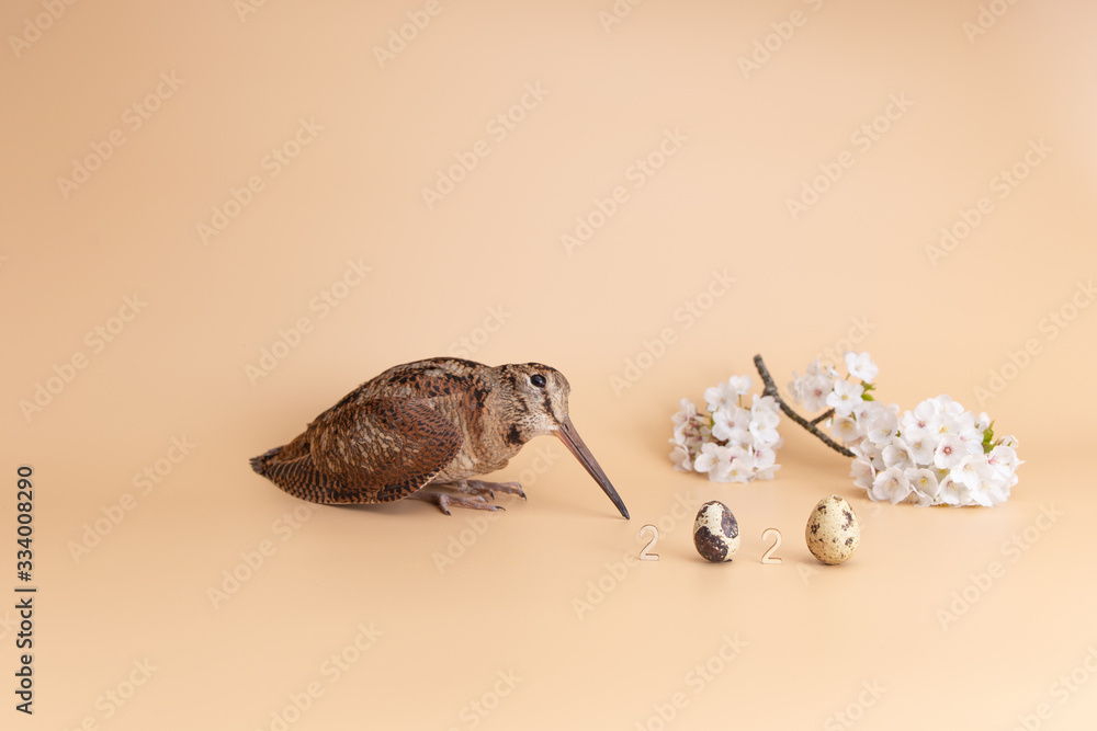 Obraz premium Easter 2020 quail eggs and woodcock