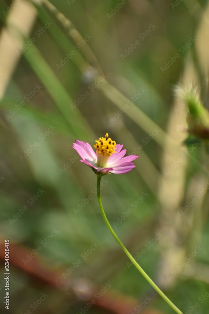 Fototapeta premium cosmos caudatus (ulam raja) flower