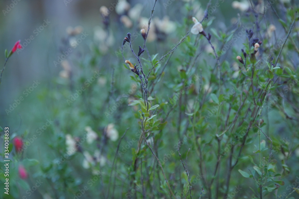 Fototapeta premium Salvia jamensis melen