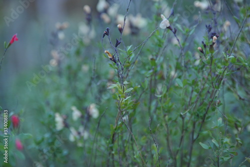 Salvia jamensis melen