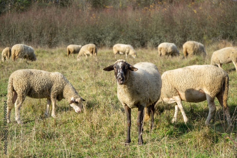 Sheep on the meadow eating grass in the herd during colorful sunrise or sunset. Slovakia Sheep on the meadow eating grass in the herd during colorful sunrise or sunset. Slovakia
