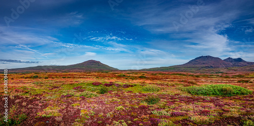 Panoramic view over beautiful colorful landscape with ancient moss and lichen, tundra flowers and meadow fields near volcanoes in Iceland, blue sky