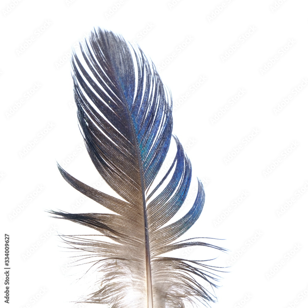 Obraz premium single white feather with background