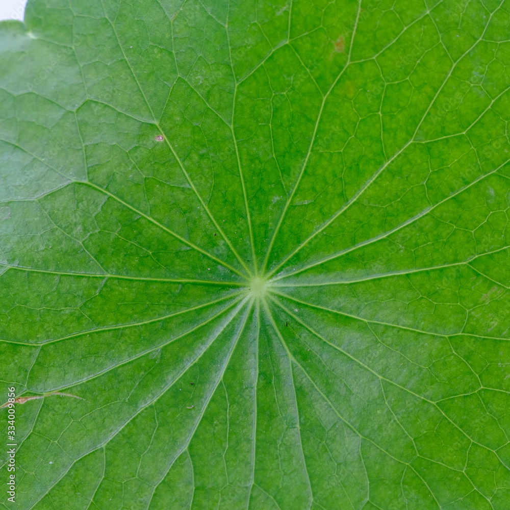 Closeup leaf of Gotu kola, Asiatic pennywort, Indian pennywort on white background, herb and medical concept, selective focus Closeup leaf of Gotu kola, Asiatic pennywort, Indian pennywort on white background, herb and medical concept, selective focus
