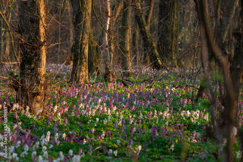 Beautiful wild flowers in the forest, under warm evening light