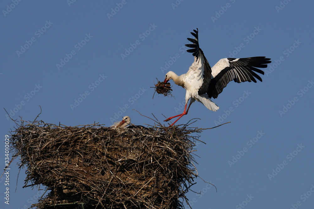 Fototapeta premium White stork with nesting material