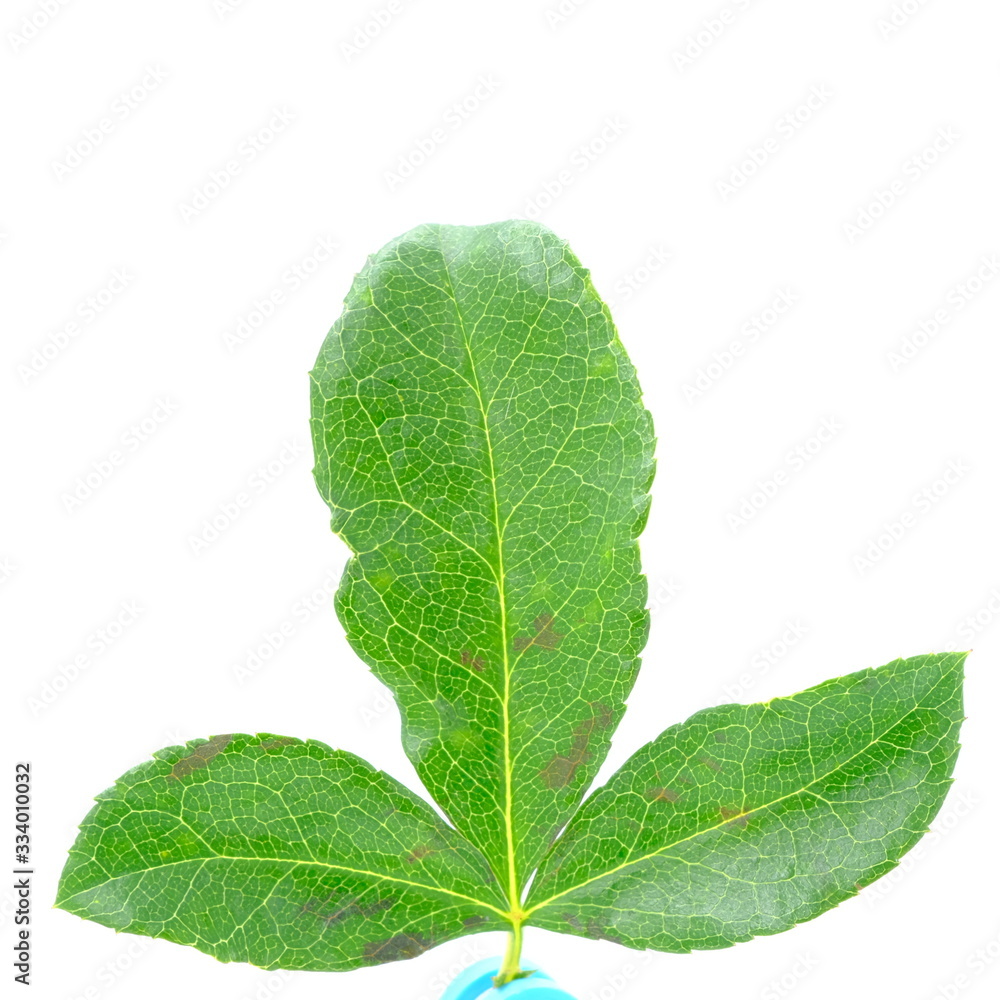 Green seedling on white background Green seedling on white background