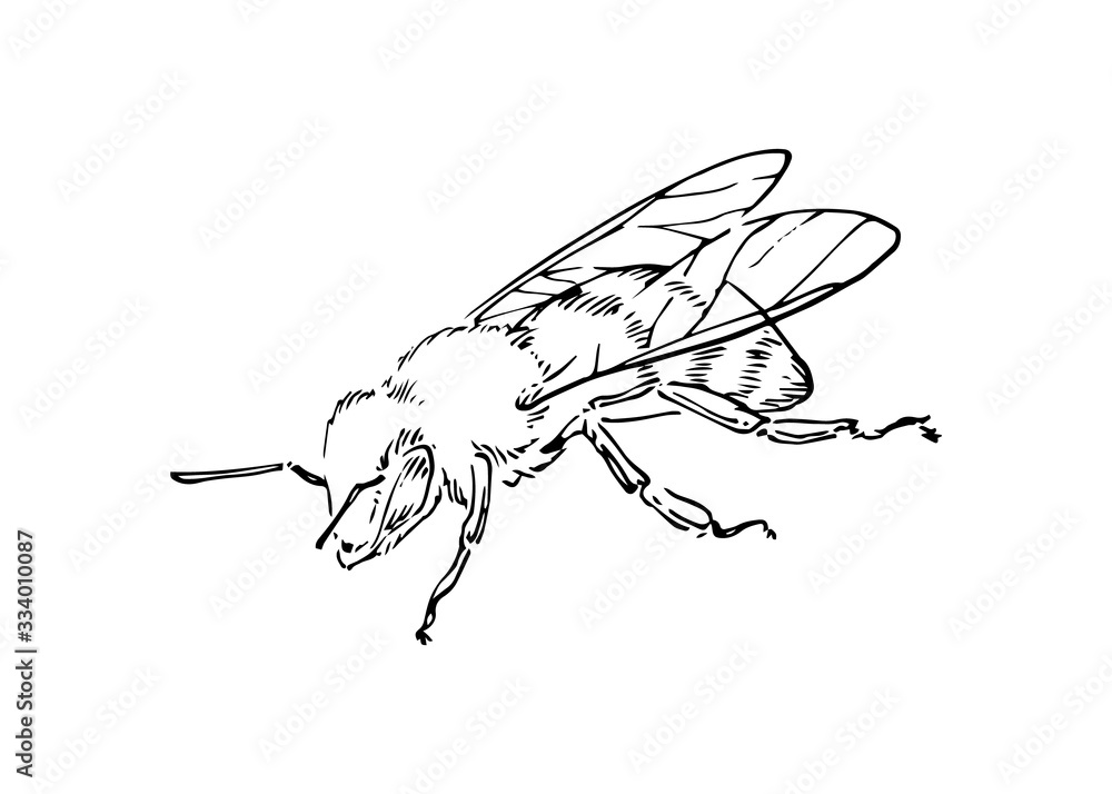 Hand drawn honey bee, outline insect drawn by ink, animal sketch vector ...