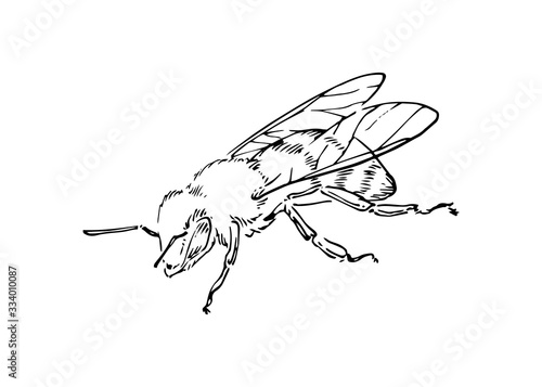 Hand drawn honey bee, outline insect drawn by ink, animal sketch vector illustration, black isolated on white background