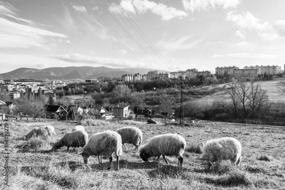 Fototapeta premium Sheep on the meadow eating grass in the herd during colorful sunrise or sunset. Slovakia