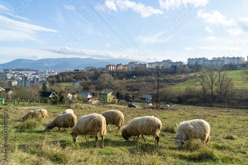 Sheep on the meadow eating grass in the herd during colorful sunrise or sunset. Slovakia