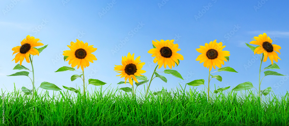 Fototapeta premium Wide natural green grass meadow with blooming sunflowers on a blue sky background.