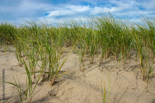 Grass with blue sky on beach