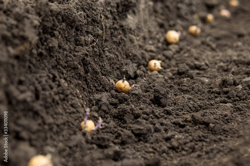 Planting potatoes close up. potatoes with sprouts in the ground
