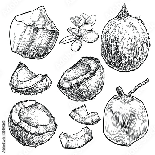 Coconut hand draw vector set.  Doodle healthy food illustration in retro style. Fresh and juicy.